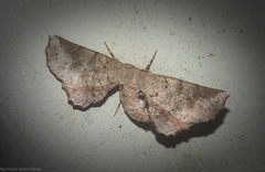 Parepisparis multicolora