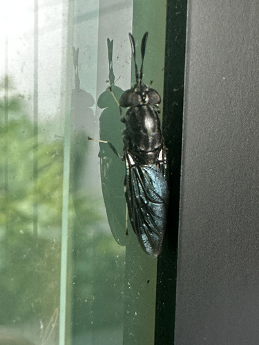 Unknown species found near E Columbus Dr, Tampa, FL, US