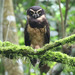 Spectacled Owl - Photo (c) Mark Dennis, some rights reserved (CC BY-NC)