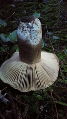 Russula dissimulans