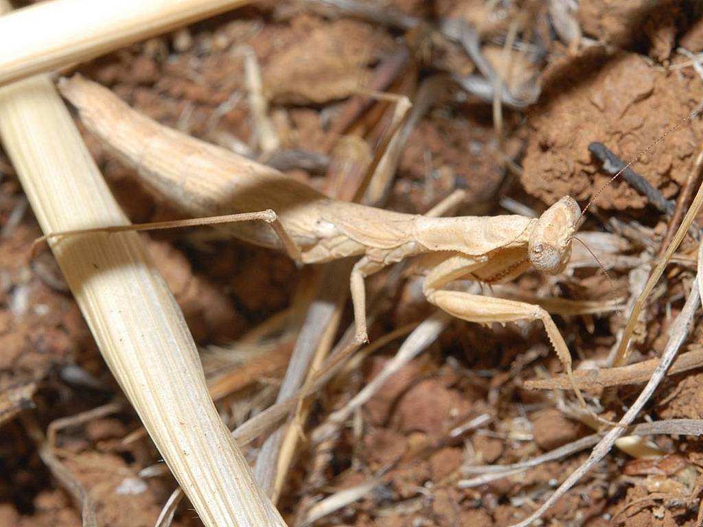 Obscure Ground Mantid