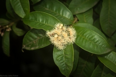 Syzygium alatoramulum
