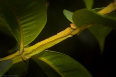 Syzygium alatoramulum