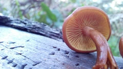 Gymnopilus bellulus