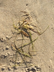 Zostera noltei