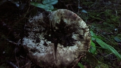Russula dissimulans