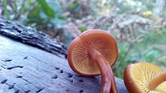 Gymnopilus bellulus