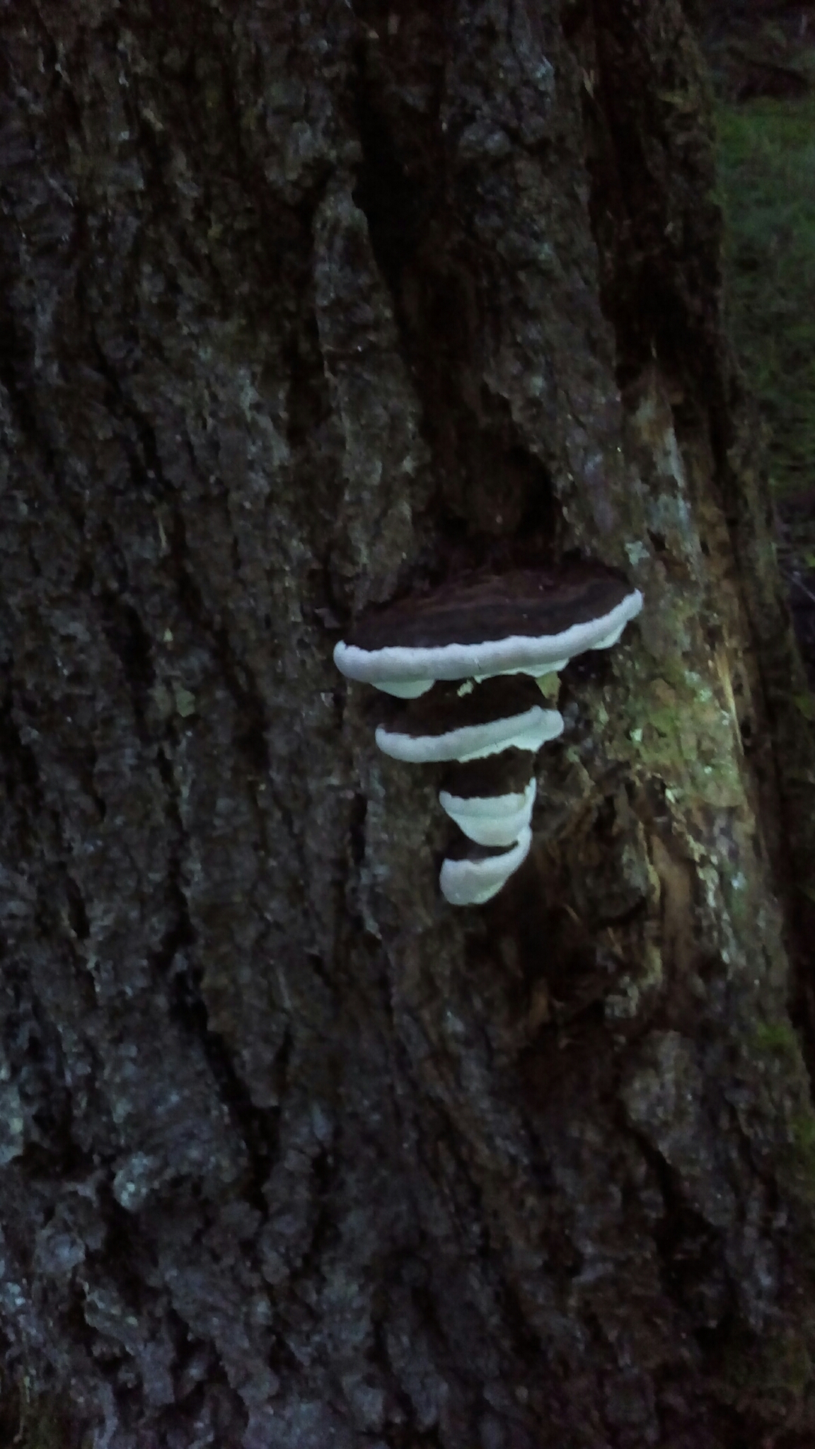 Fomitopsis ochracea image