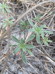 Oenothera humifusa