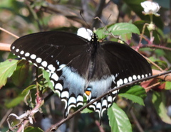 Papilio troilus image