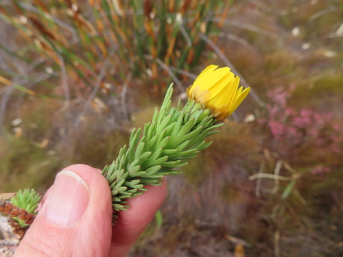 Hottentot Paraseed (Ursinia caledonica)