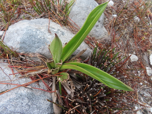 Tight Plampers (Corymbium congestum)