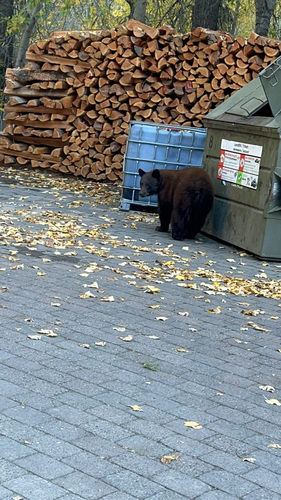 American Black Bear photographed in Idaho