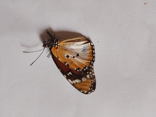 Plain Tiger Butterfly
