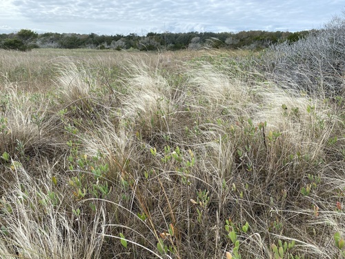 Gulfhairawn muhly (Muhlenbergia sericea)