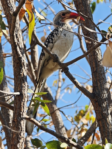 Damara Red-billed Hornbill (Tockus damarensis), photo 5