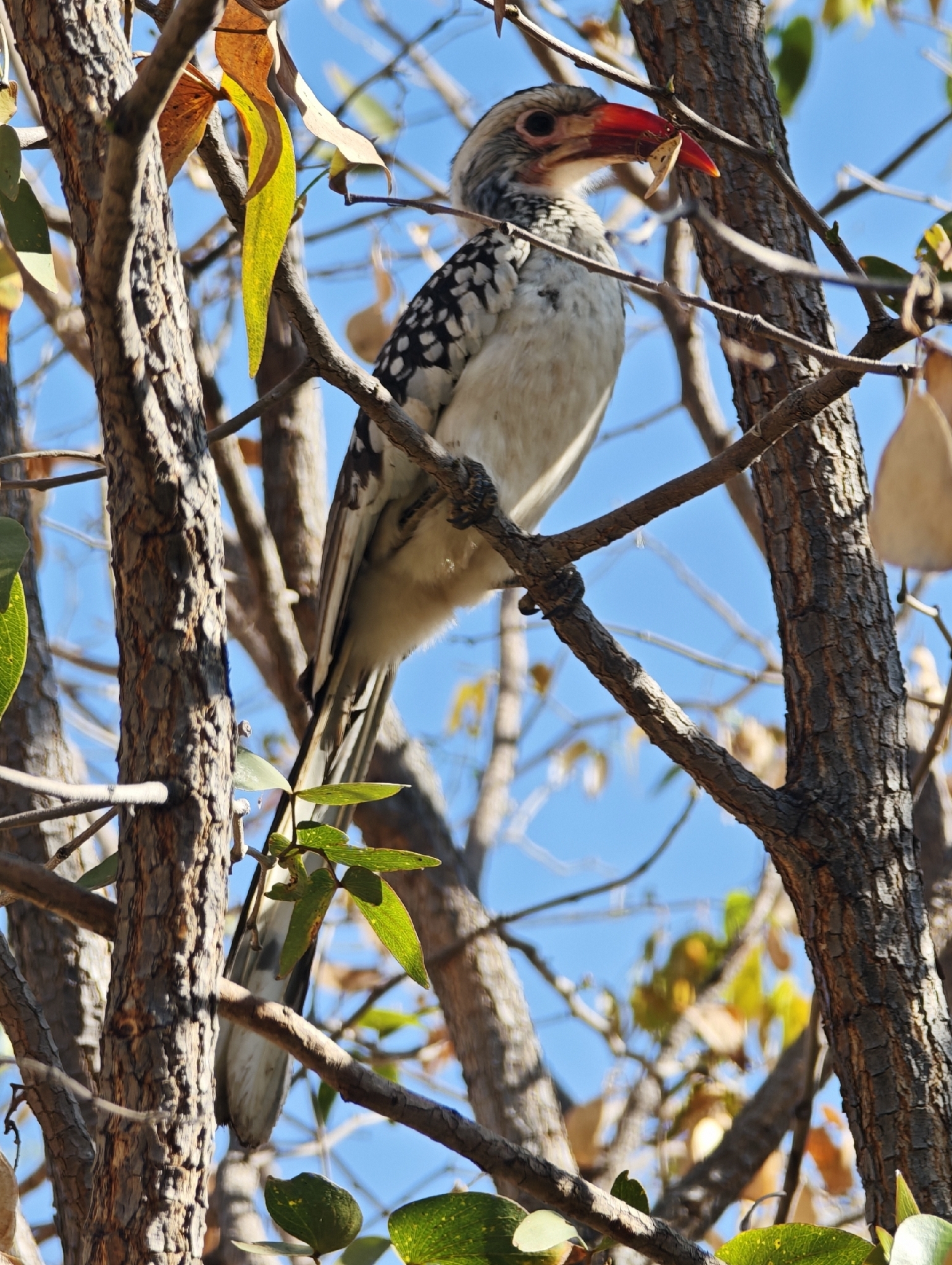 Damara Red-billed Hornbill (Tockus damarensis), photo 5