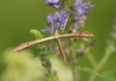 Stenoptilia