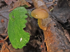 Meottomyces dissimulans