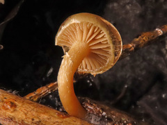Meottomyces dissimulans