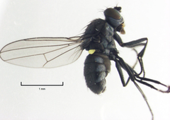 Hydrellia enderbii