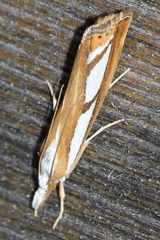 Catoptria myella