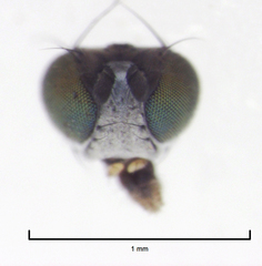 Hydrellia enderbii