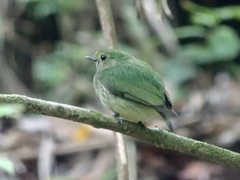 Lepidothrix velutina