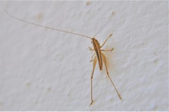 Conocephalus leptopterus
