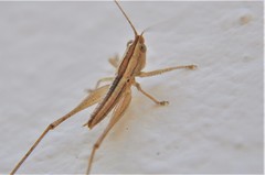 Conocephalus leptopterus