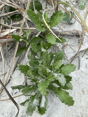 Cakile edentula harperi