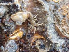 Neohymenicus pubescens