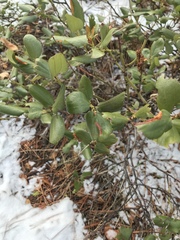 Ceanothus velutinus velutinus