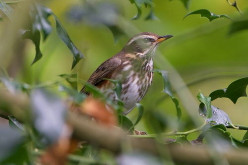 Zorzal alirrojo (Turdus iliacus)