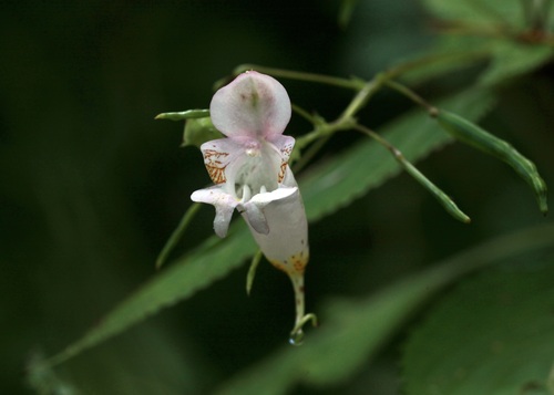Amphora Balsam (Impatiens amphorata)