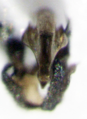 Hydrellia enderbii