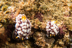 Goniobranchus geometricus