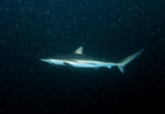 Carcharhinus obscurus
