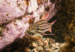 Ostorhinchus limenus