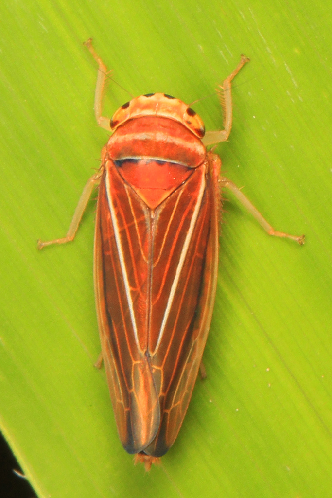 Idiodonus kennicotti
