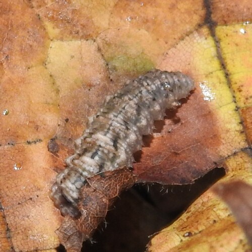 Unknown species found near Hocking County, OH, USA