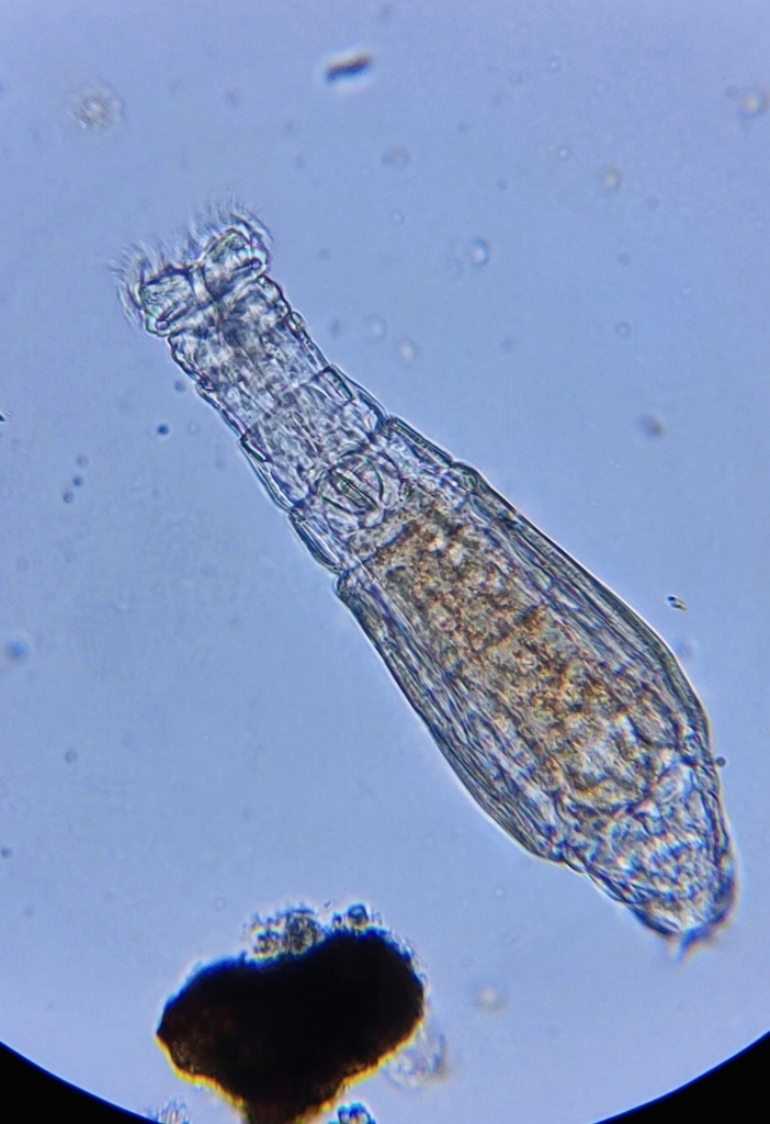 Otostephanos monteti