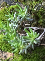 Sedum album