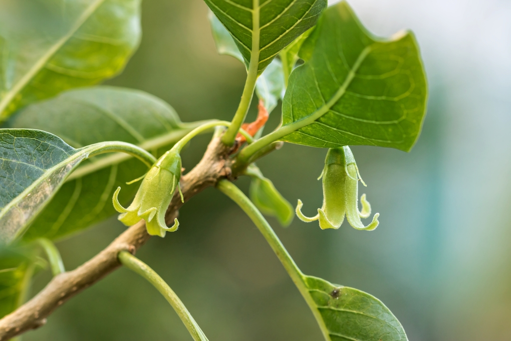 Withania aristata