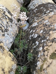 Sedum album