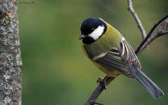 Parus major