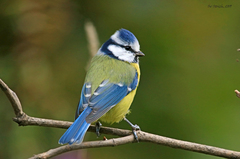Cyanistes caeruleus