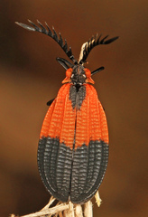 Caenia dimidiata