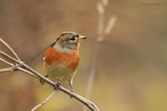 Fringilla montifringilla