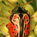 Ninebark Calligrapha Beetle - Photo (c) Judy Gallagher, some rights reserved (CC BY), uploaded by Judy Gallagher